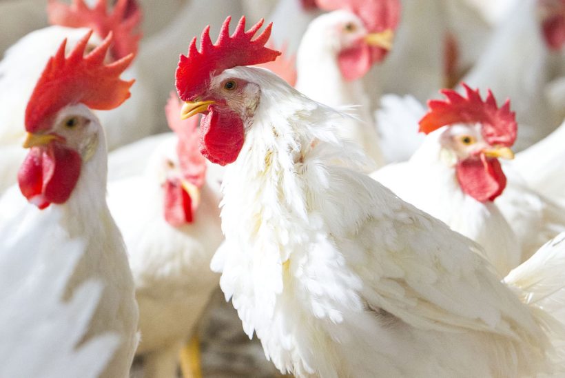poultry-vc