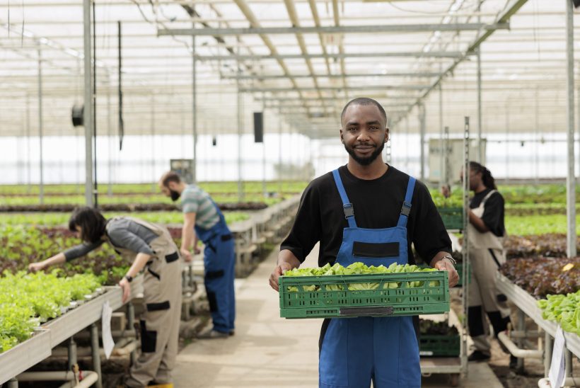 Smiling african american farm worker with crate full of ripening fresh leafy greens nutritious vegan food from sustainable crop harvest. Entrepreneurial bio permaculture greenhouse farm